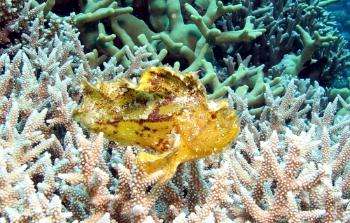 Leaf scorpionfish