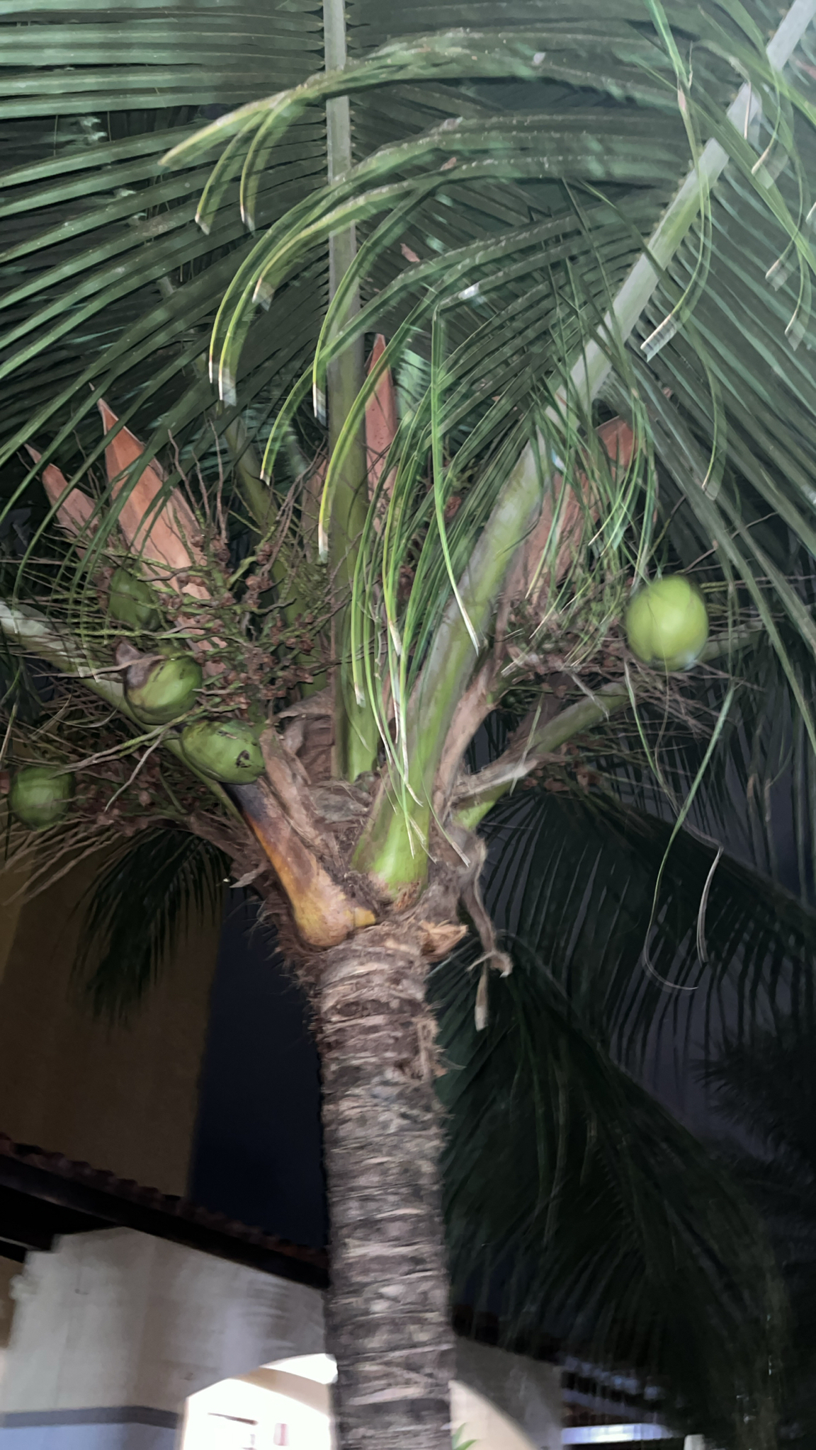 Cocos nucifera