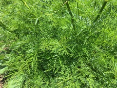Ligusticum filicinum