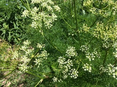 Ligusticum filicinum