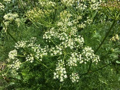 Ligusticum filicinum