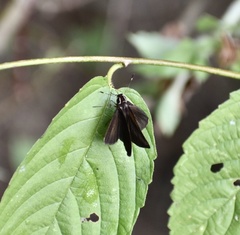 Synapte malitiosa