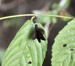 Synapte malitiosa