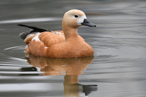 Ruddy Shelduck