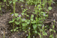 Exacum affine, photograph (c) Morten Ross, some rights reserved (CC BY)