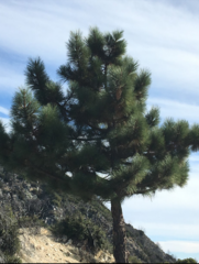 Pinus lambertiana
