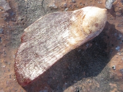 Pinus densiflora