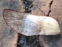 Pinus densiflora