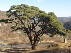 Pinus densiflora
