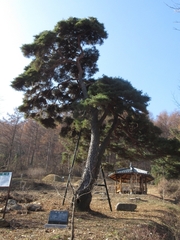 Pinus densiflora