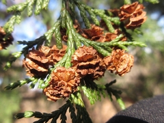 Chamaecyparis pisifera