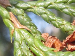 Chamaecyparis pisifera
