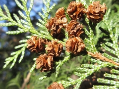 Chamaecyparis pisifera