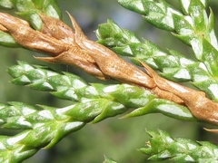 Chamaecyparis pisifera