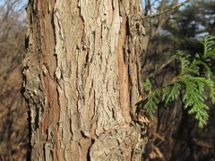 Chamaecyparis pisifera