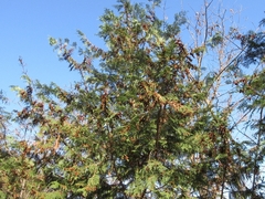 Chamaecyparis pisifera