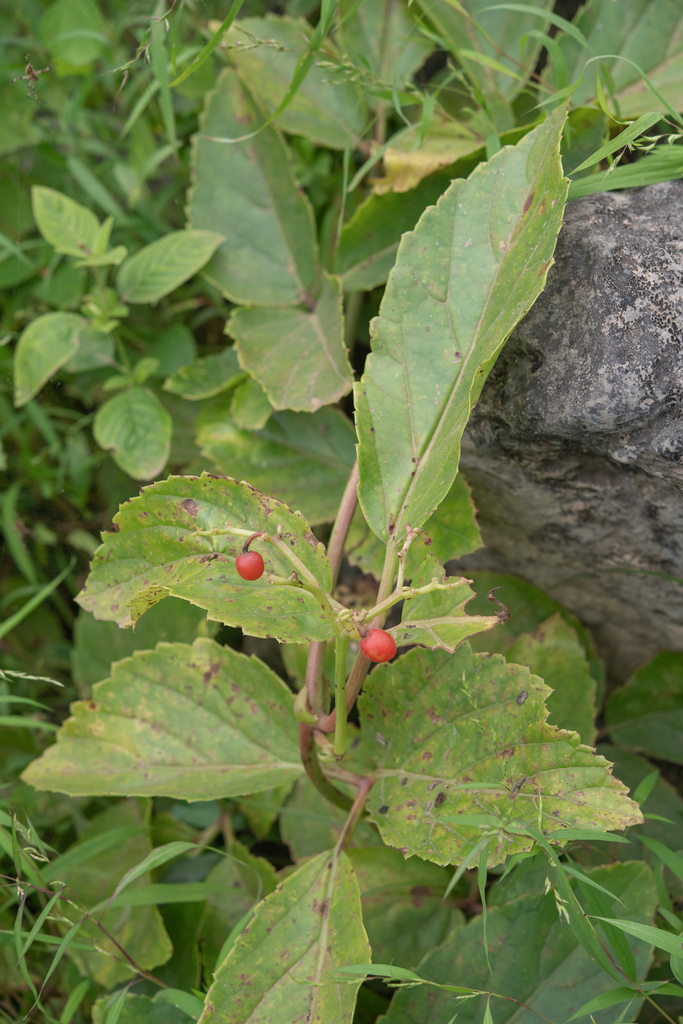 Cyphostemma ternatum, Dhofar Governorate, Oman