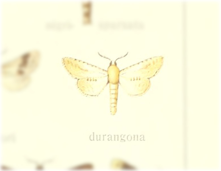 Givira durangona