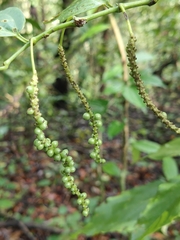 Poivre Noir (Piper nigrum)