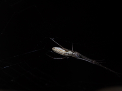 Tetragnatha mandibulata