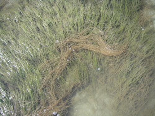 Image of Halodule wrightii by (c) Clifton Ladd, C.W.B., some rights reserved (CC BY)