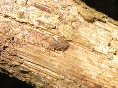 Syrphetodes marginatus