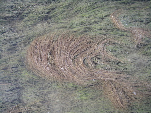 Image of Halodule wrightii by (c) Clifton Ladd, C.W.B., some rights reserved (CC BY)