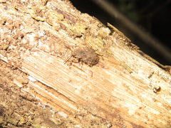 Syrphetodes marginatus