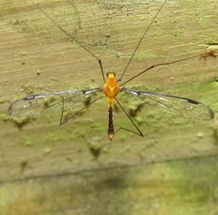 Aurotipula clara