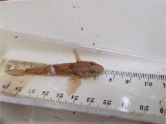 Gobiomorphus basalis