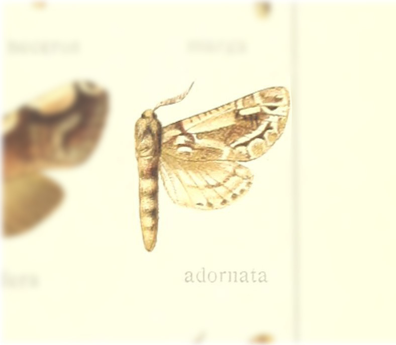 Langsdorfia adornata