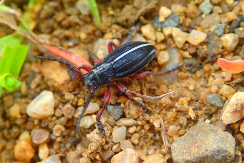 Dorcadion tauricum Waltl, 1838