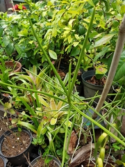 Papilionanthe