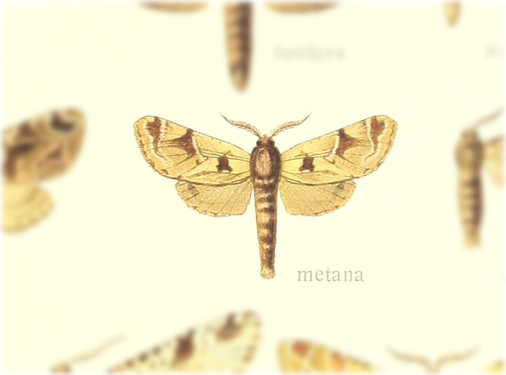 Hypopta metana