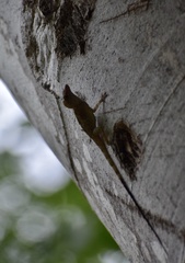 Anolis argenteolus