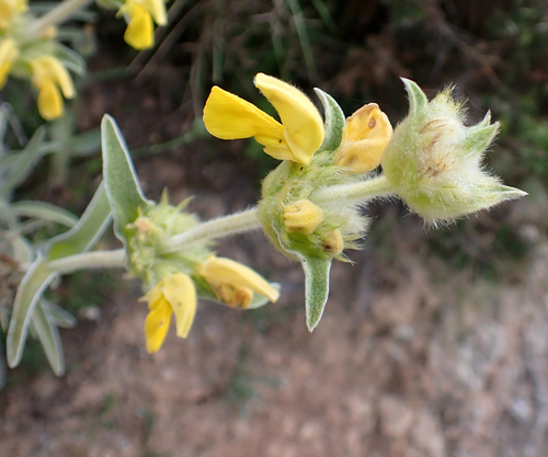 Avistamiento Phlomis lychnitis
