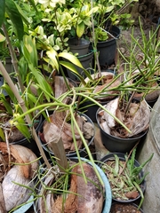 Papilionanthe