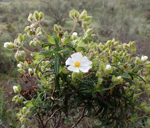 Avistamiento Estepa negra (Cistus monspeliensis)