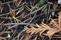 Inocybe pudica