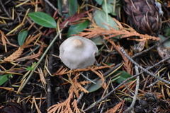 Inocybe pudica