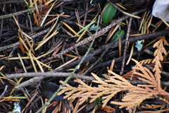 Inocybe pudica