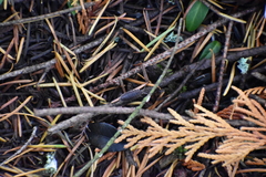 Inocybe pudica