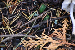Inocybe pudica