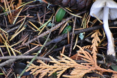 Inocybe pudica