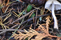 Inocybe pudica
