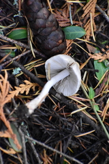 Inocybe pudica