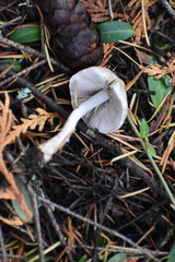 Inocybe pudica