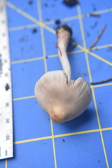 Inocybe pudica