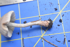 Inocybe pudica