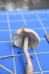 Inocybe pudica